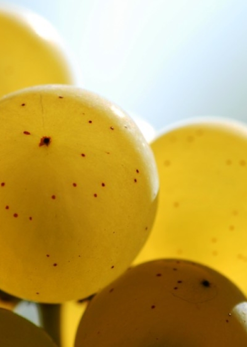 Vollreife Einzelbeere Chardonnay